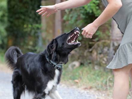 Schaumburg, IL dog bite lawyer